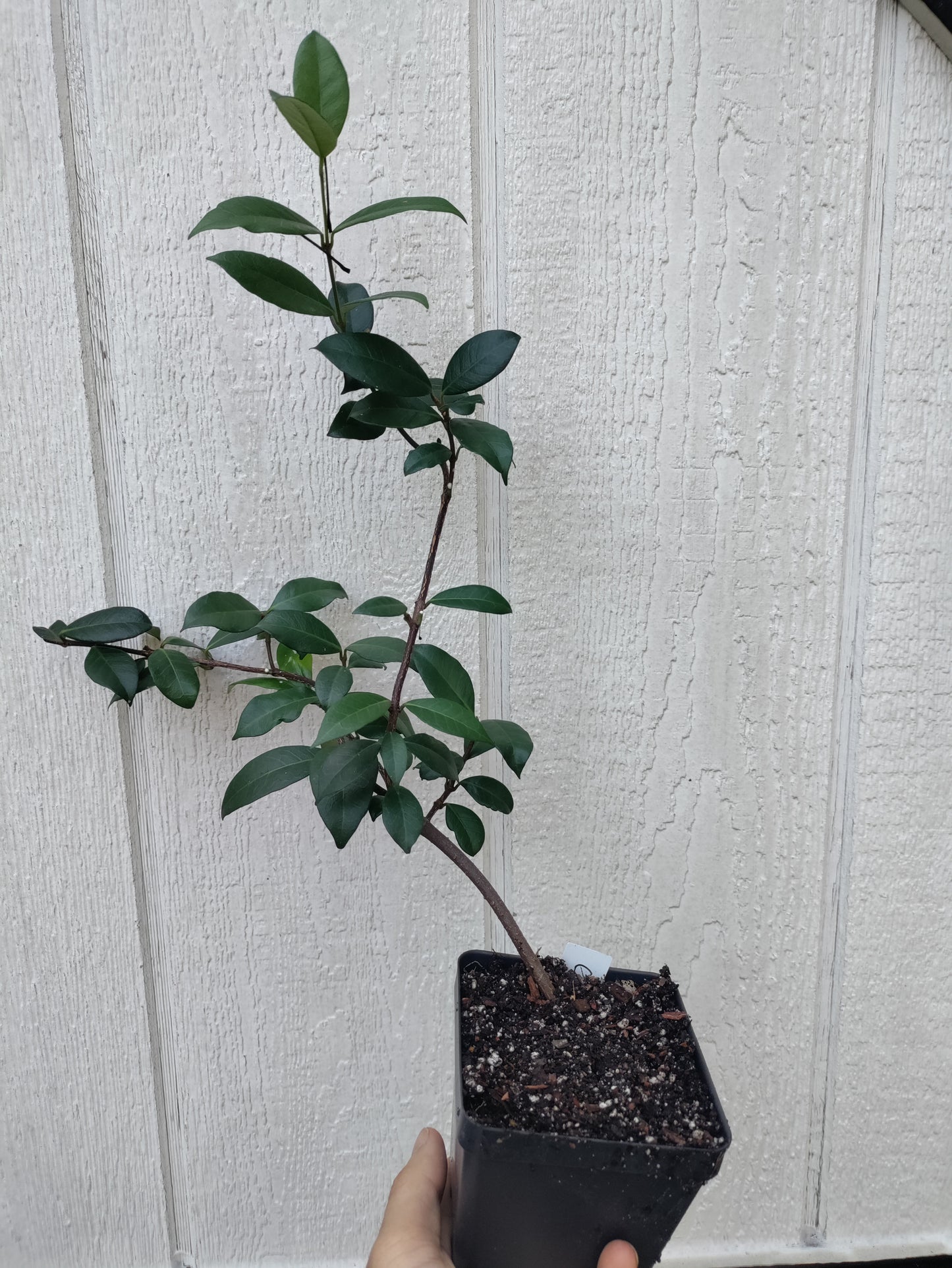 Confederate Jasmine, Star Jasmine - Trachelospermum jasminoides