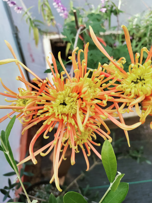 Chrysanthemum Coral Reef