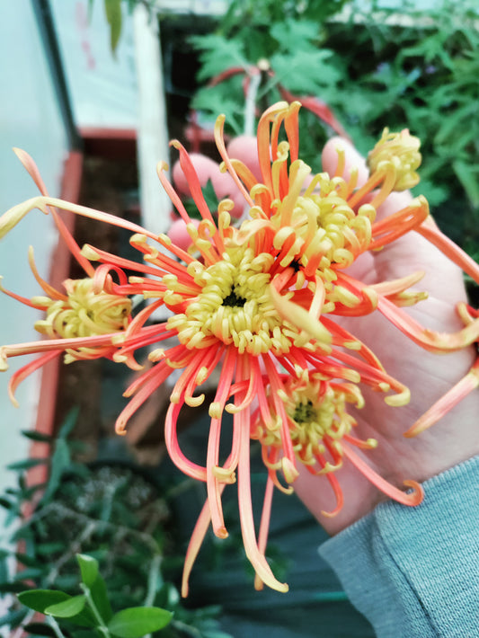 Chrysanthemum Coral Reef