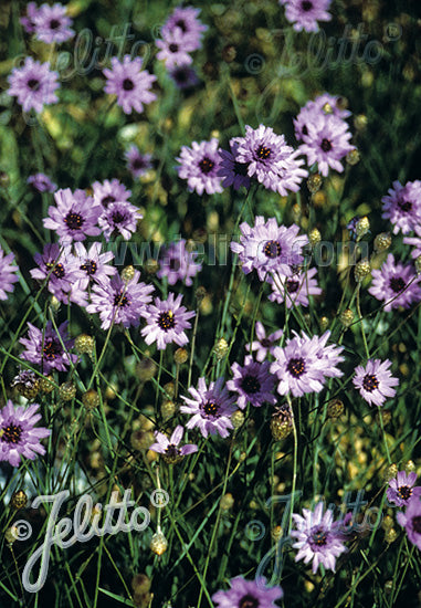 Catananche 'Amor Blue' - Catananche caerulea