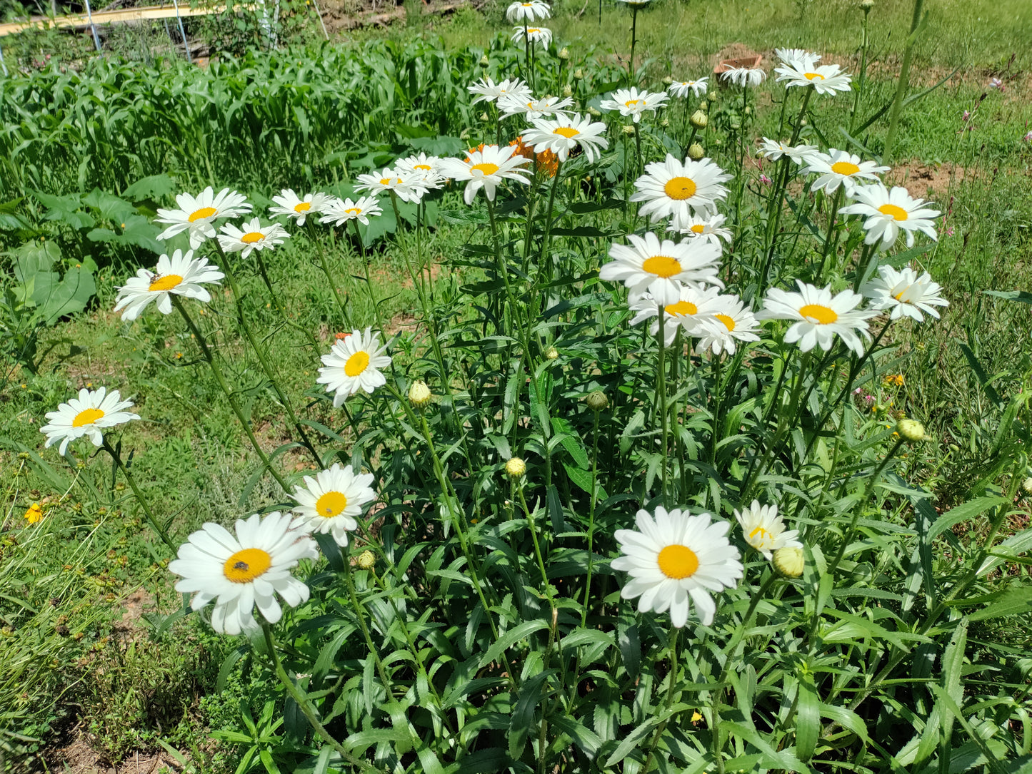 Shasta Daisy 'Alaska' - Leucanthemum superbum