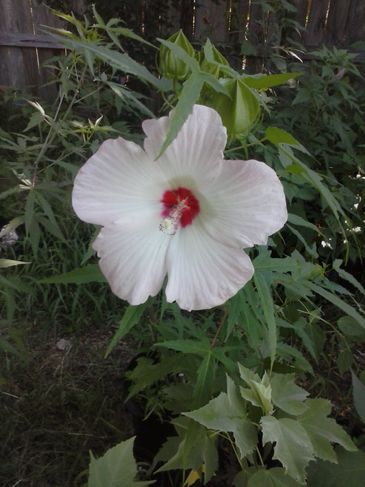 Hardy Hibiscus Pink /White