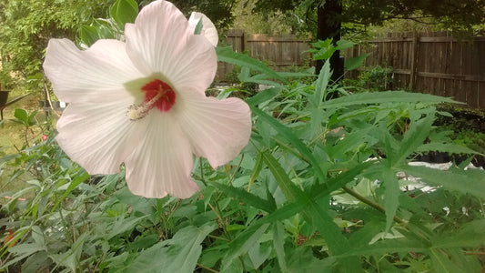 Hardy Hibiscus Pink /White