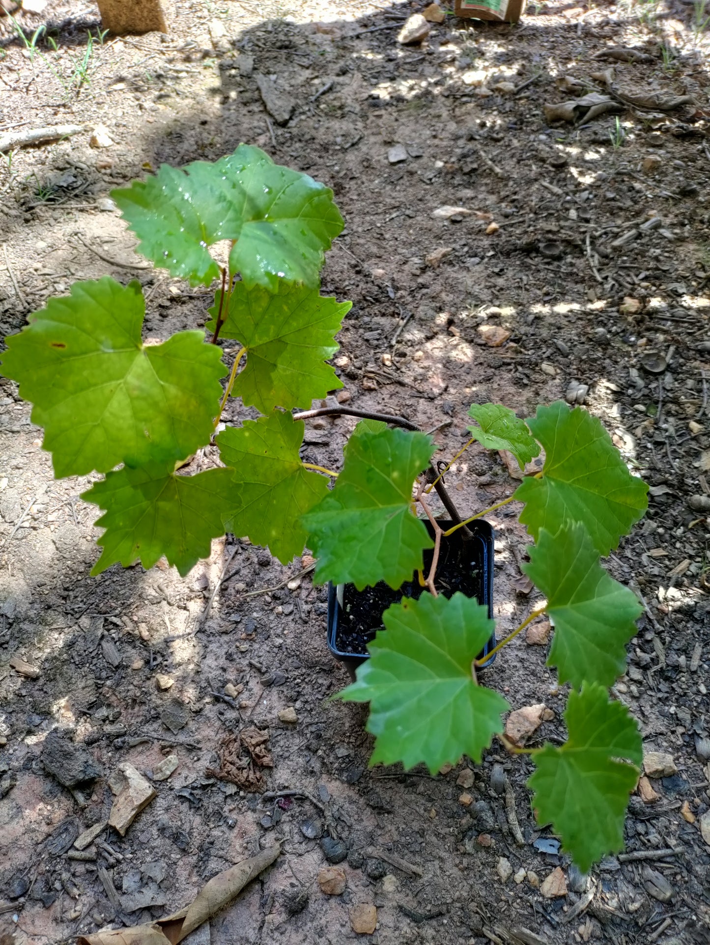 Muscadine 'Dixie Red'