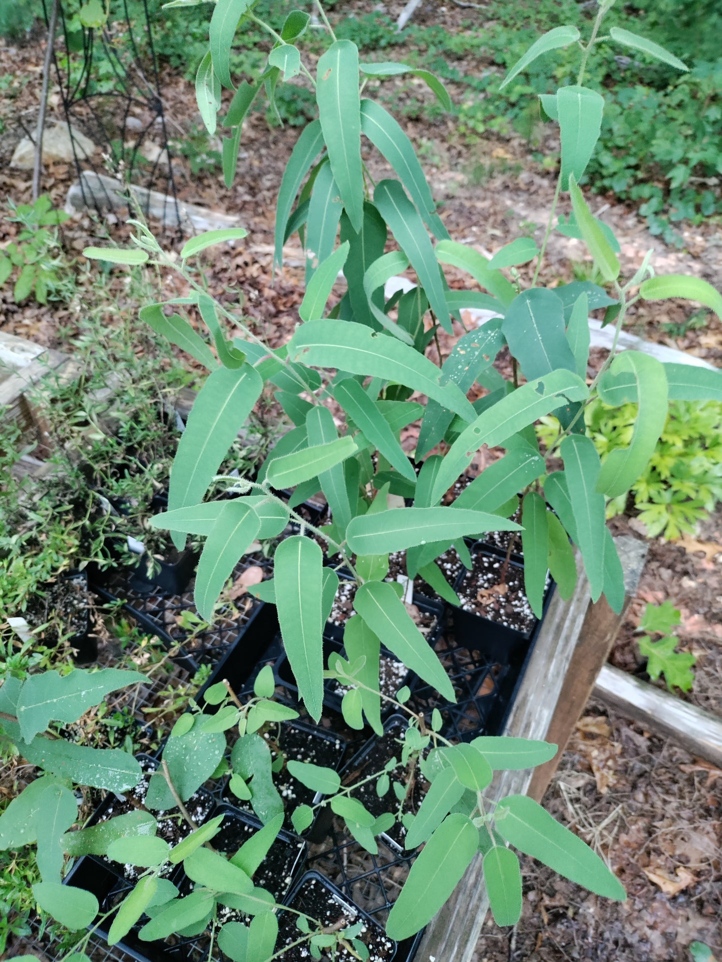 Eucalyptus Lemon Bush - Corymbia citriodora