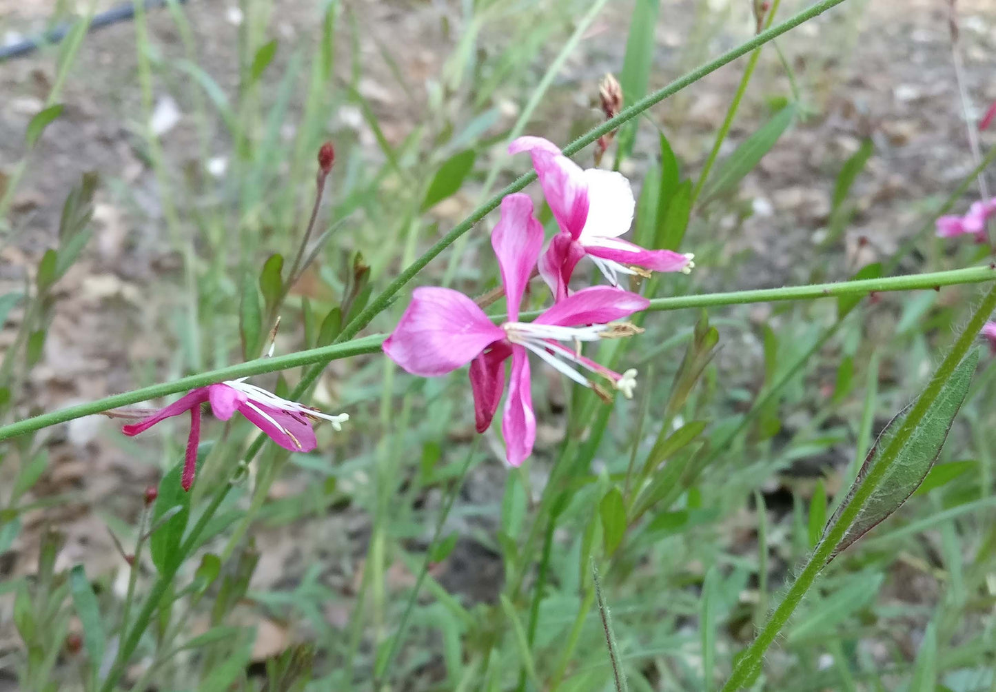 Gaura 'Siskiyou Pink' - Gaura lindheimeri