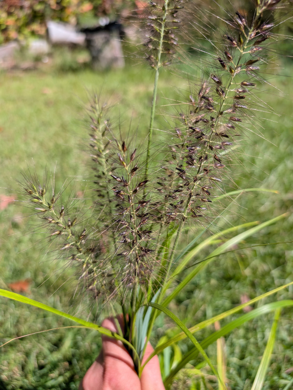 Chinese Fountain Grass 'Viridescens' - Pennisetum