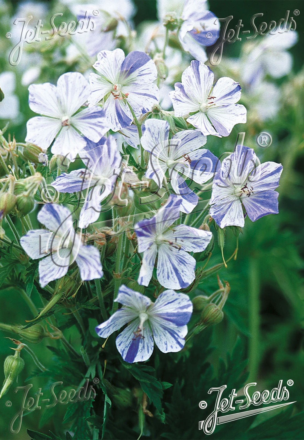 Geranium 'Striatum' - Geranium pratense