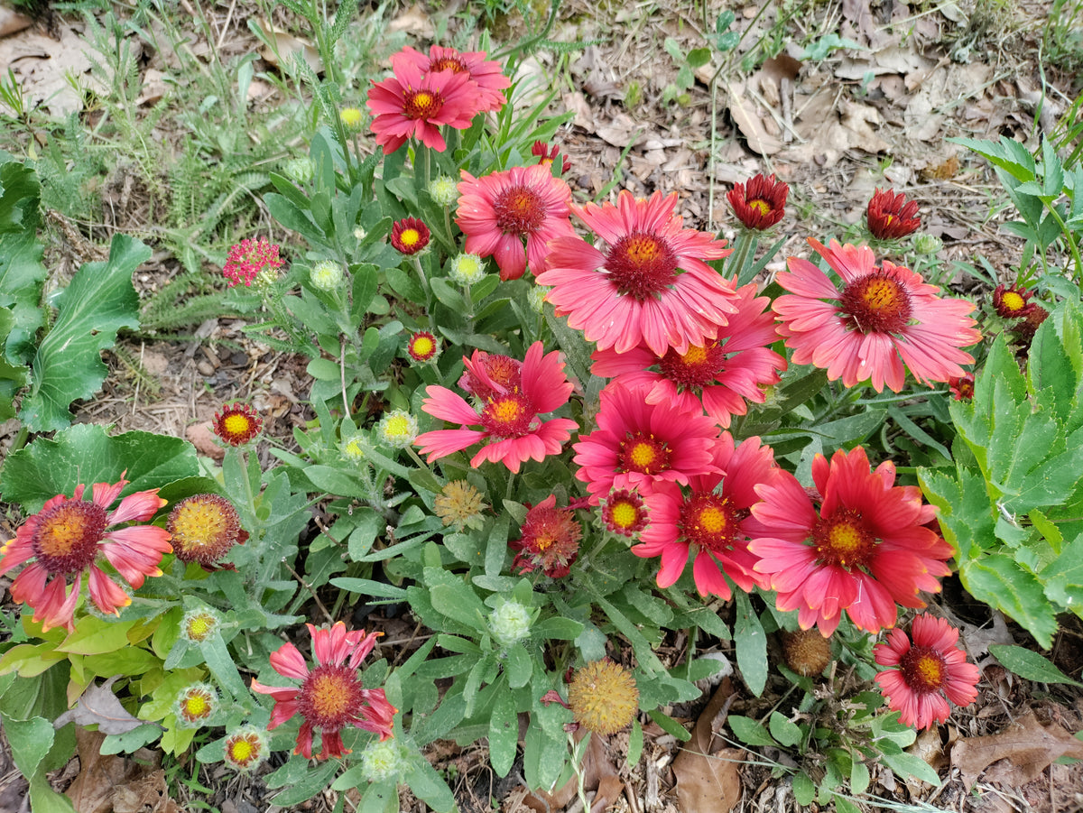 Blanket Flower 'Arizona Red Shades' - Gaillardia