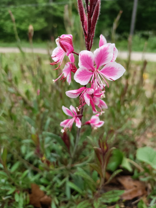 Gaura 'Siskiyou Pink' - Gaura lindheimeri