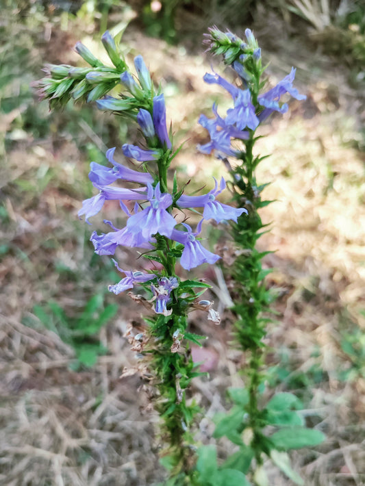 Great Blue Lobelia - Lobelia siphilitica