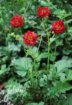 Geum 'Mrs. Bradshaw' - Avens
