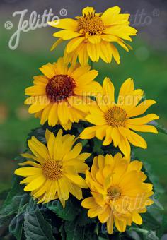 Heliopsis 'Summer Sun' - Heliopsis helianthoides