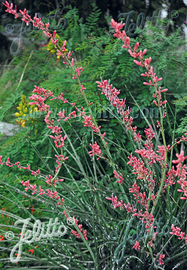 Red Yucca - Hesperaloe parvifolia