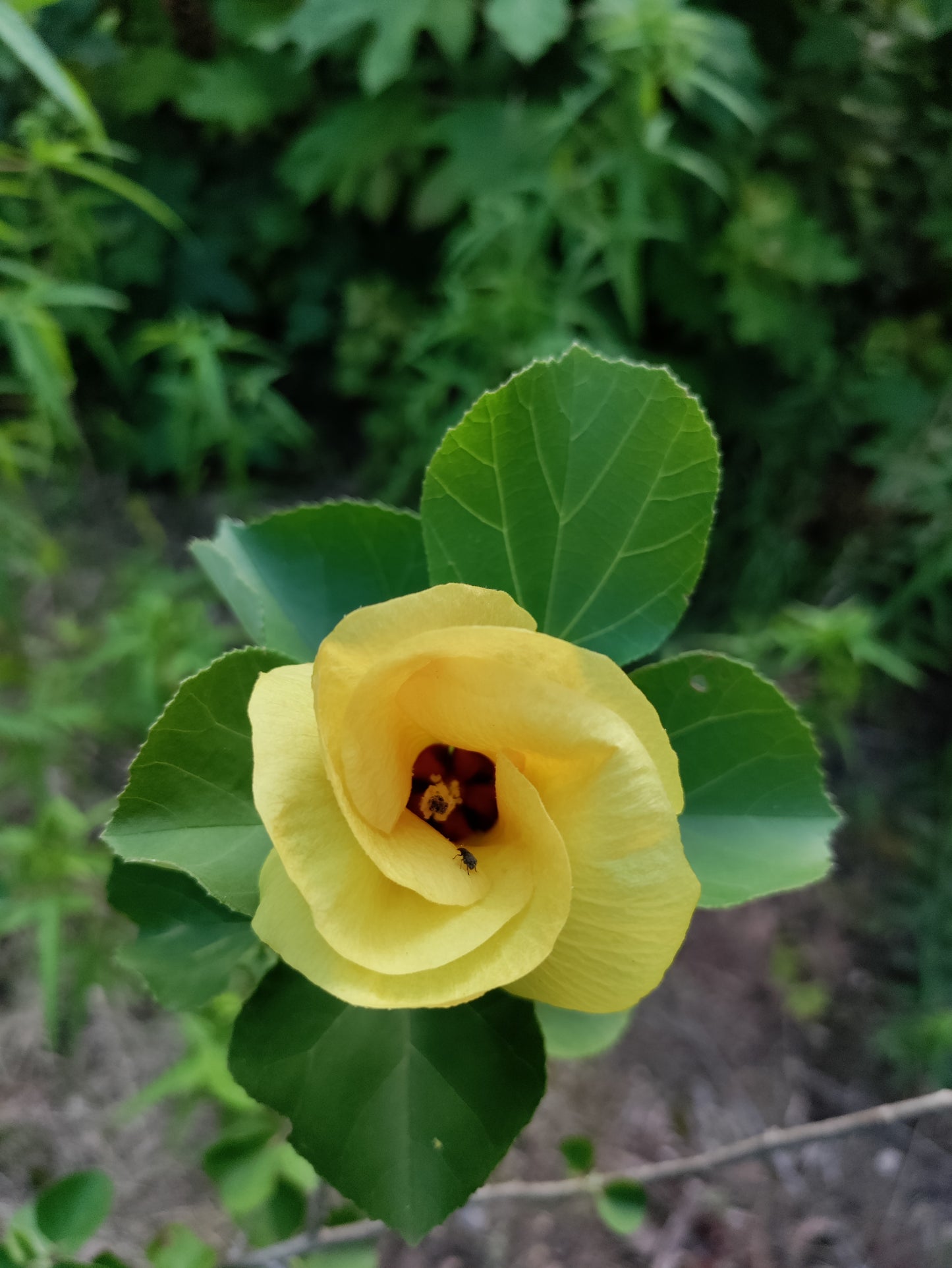 Hibiscus hamabo - Yellow Hardy Hibiscus