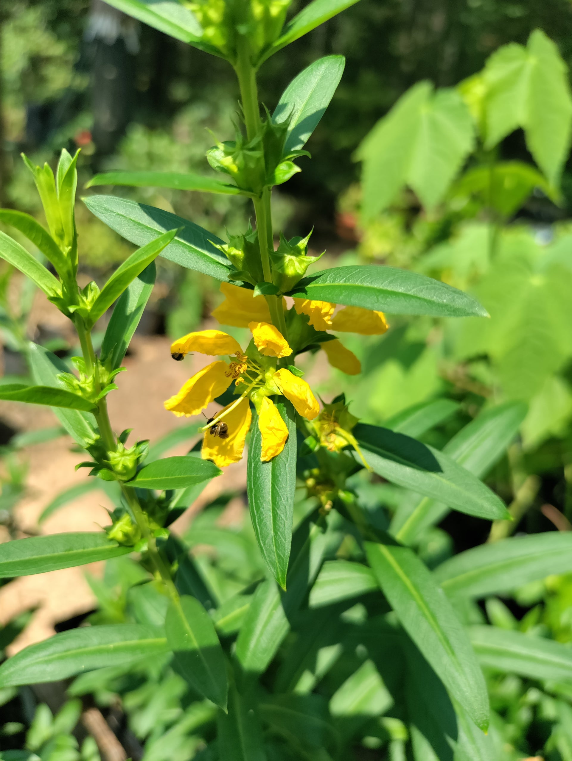 Heimia salicifolia