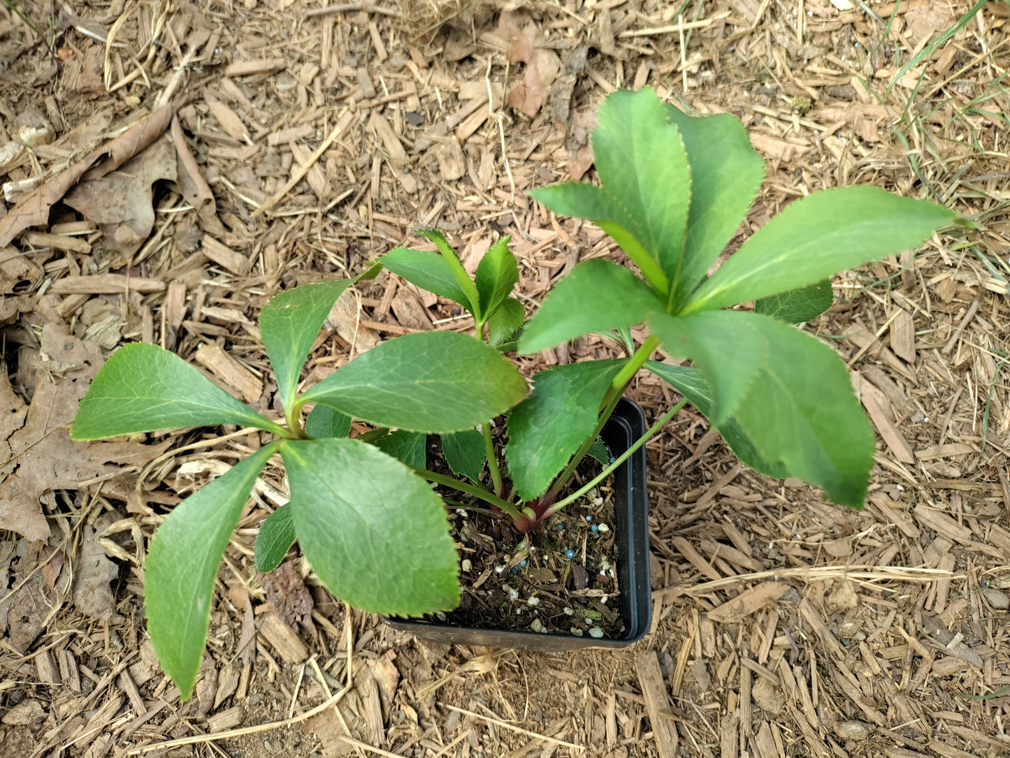 Lenten Rose, Hellebore - Mixed colors