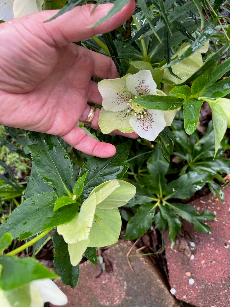 Lenten Rose, Hellebore - Mixed colors