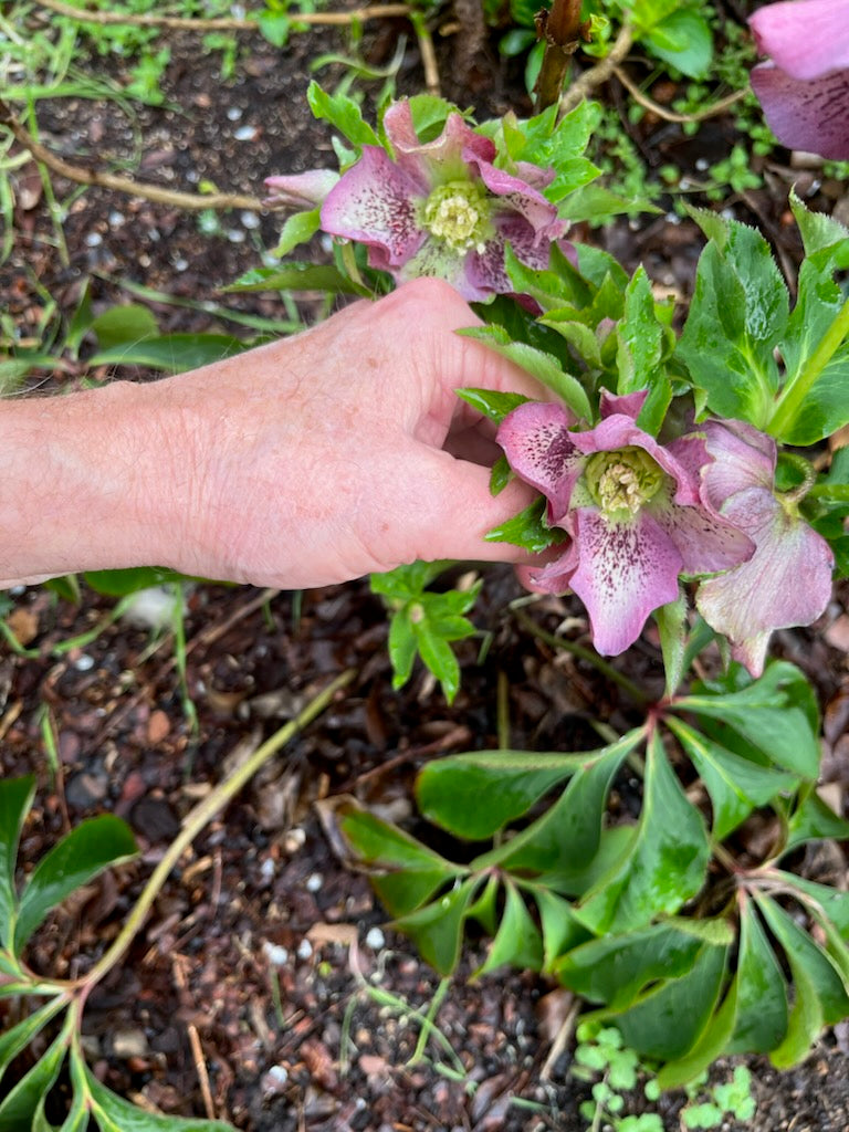 Lenten Rose, Hellebore - Mixed colors