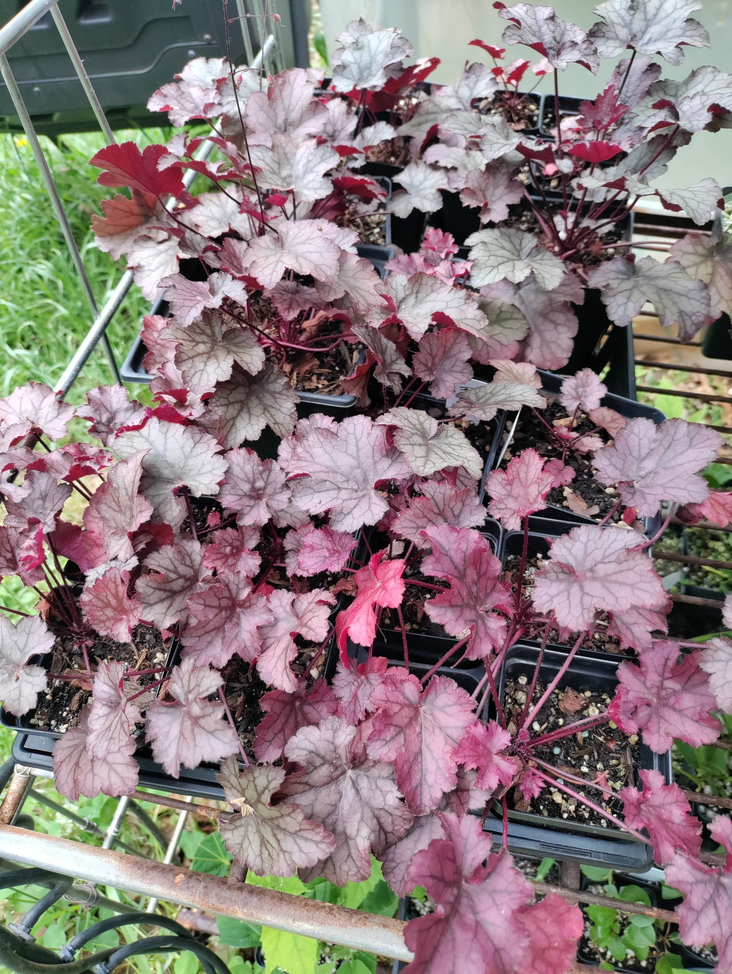 Heuchera 'Amethyst Myst' - Coral Bells