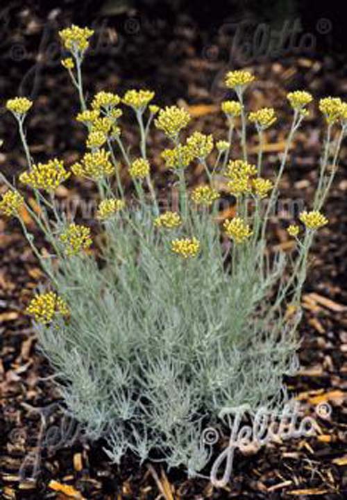 Curry Plant - Helichrysum italicum