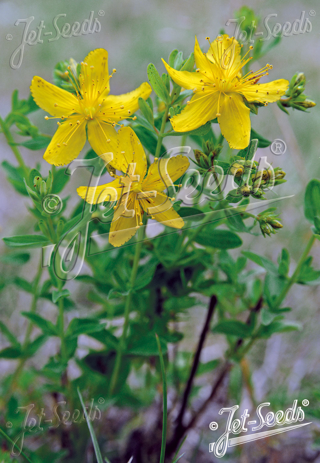 St. Johns Wort 'Topas' - Hypericum perforatum