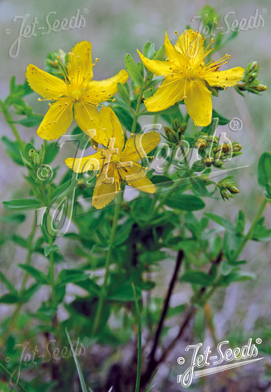 St. Johns Wort 'Topas' - Hypericum perforatum
