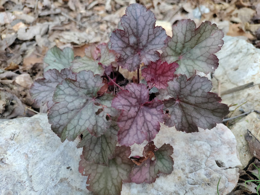 Heuchera 'Amethyst Myst' - Coral Bells