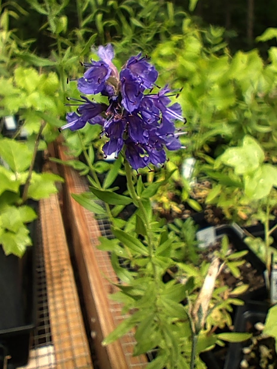 Hyssop 'Blue Sprite' - Hyssopus Officinalis