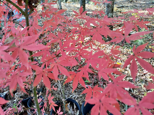 Japanese Maple - Acer palmatum