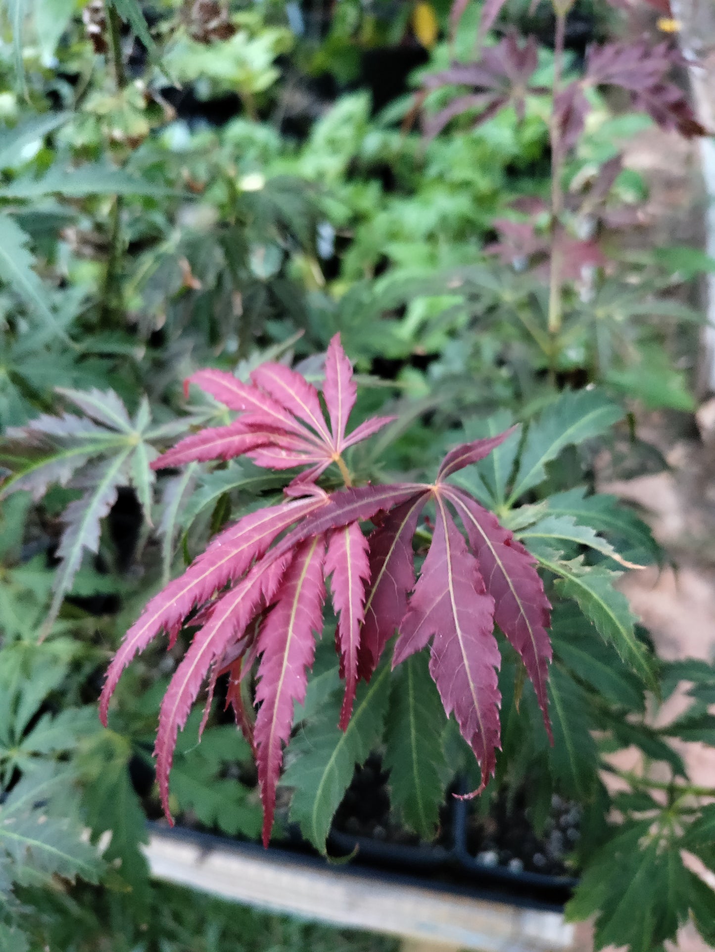 Japanese Maple - Acer palmatum