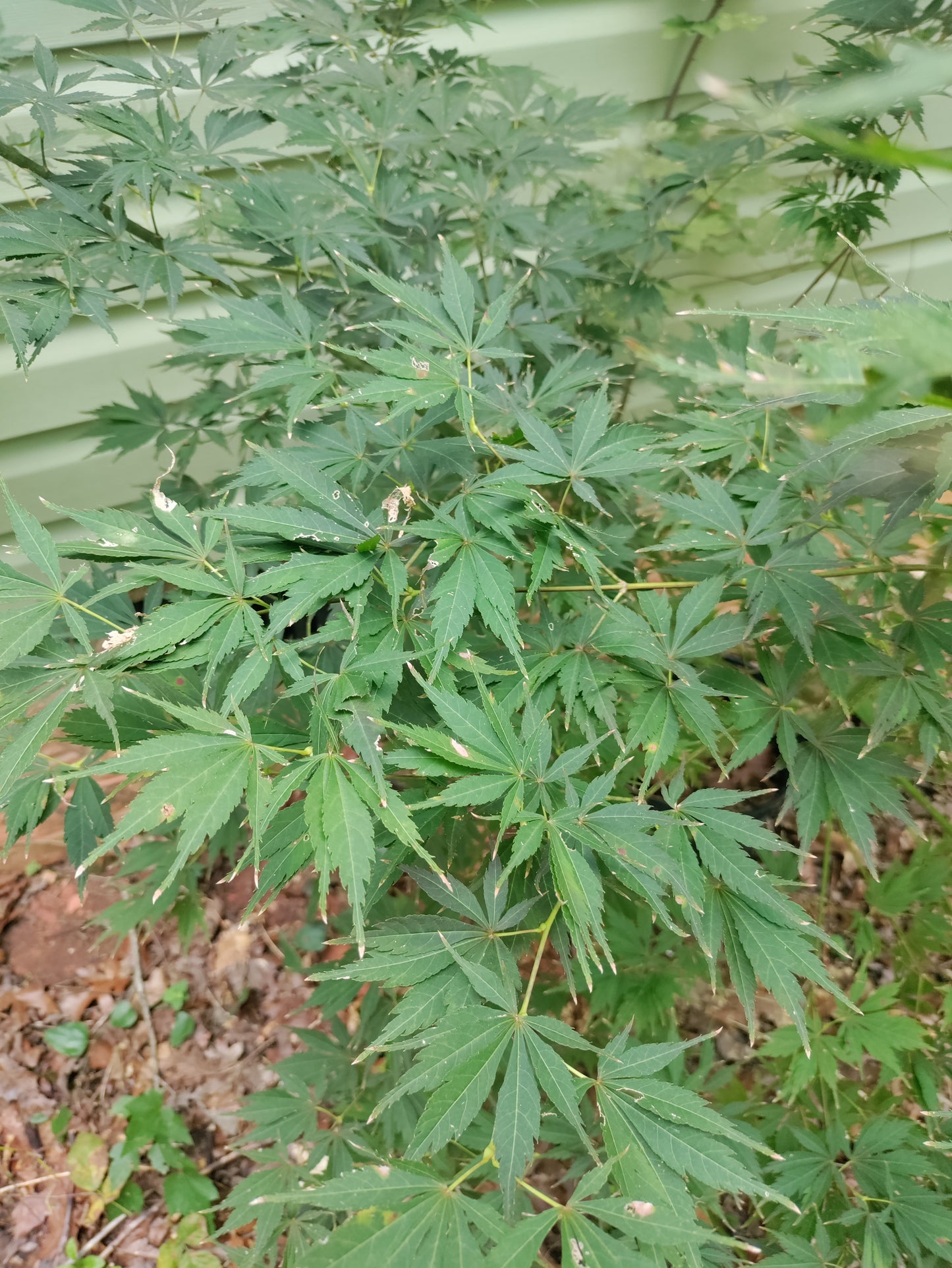 Japanese Maple - Acer palmatum