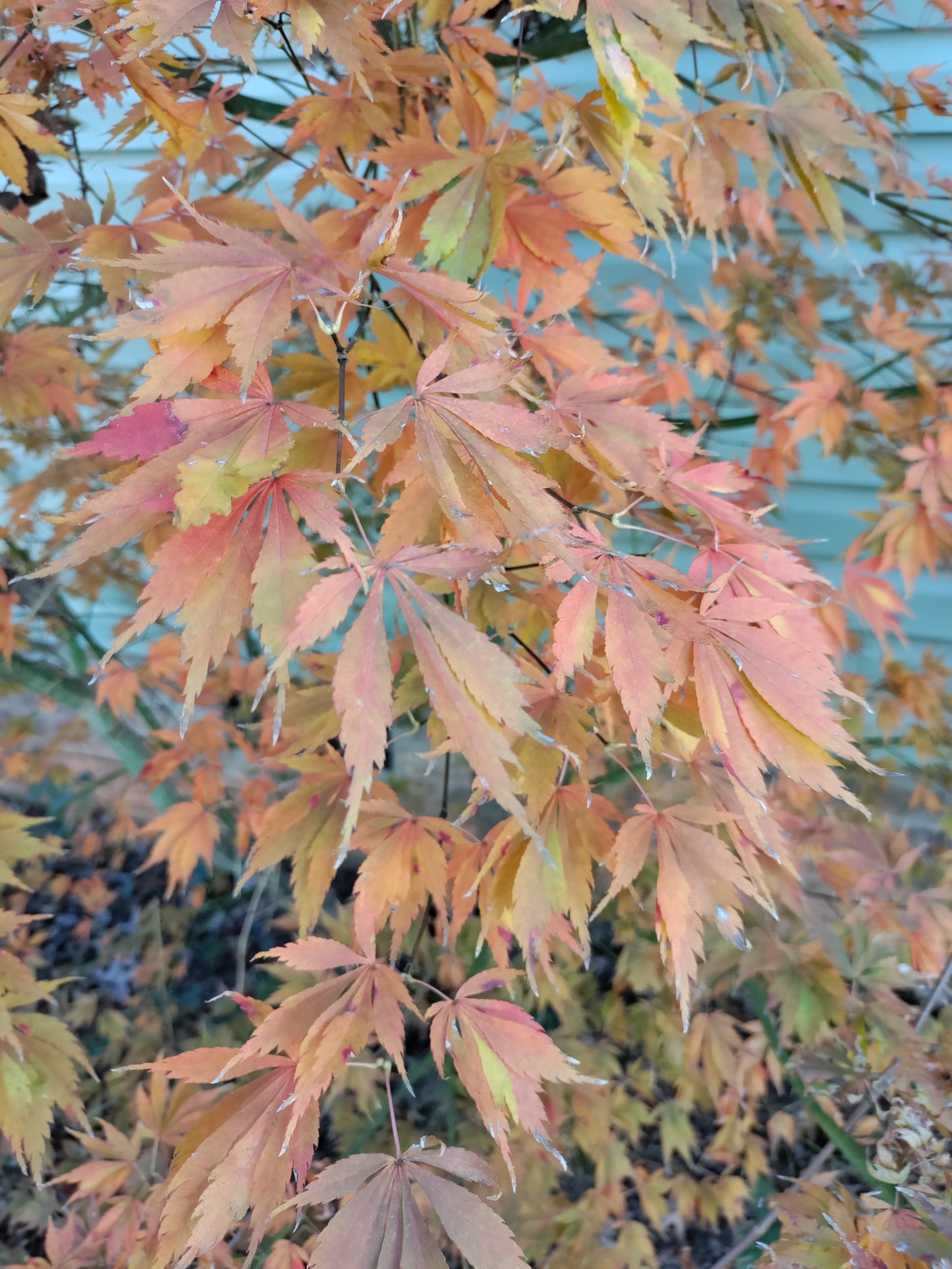 Japanese Maple - Acer palmatum