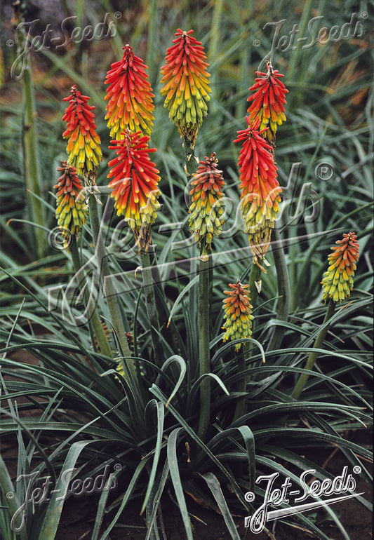 Red Hot Poker 'Traffic Lights' - Kniphofia hirsuta