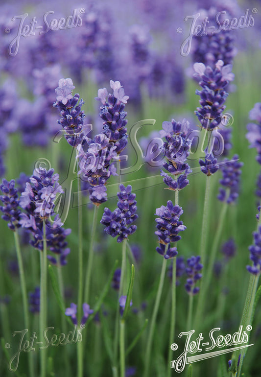 English Lavender 'Hidcote Blue' - Lavandula angustifolia