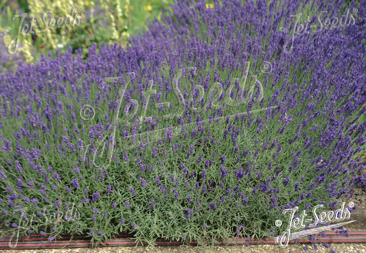 English Lavender 'Hidcote Blue' - Lavandula angustifolia