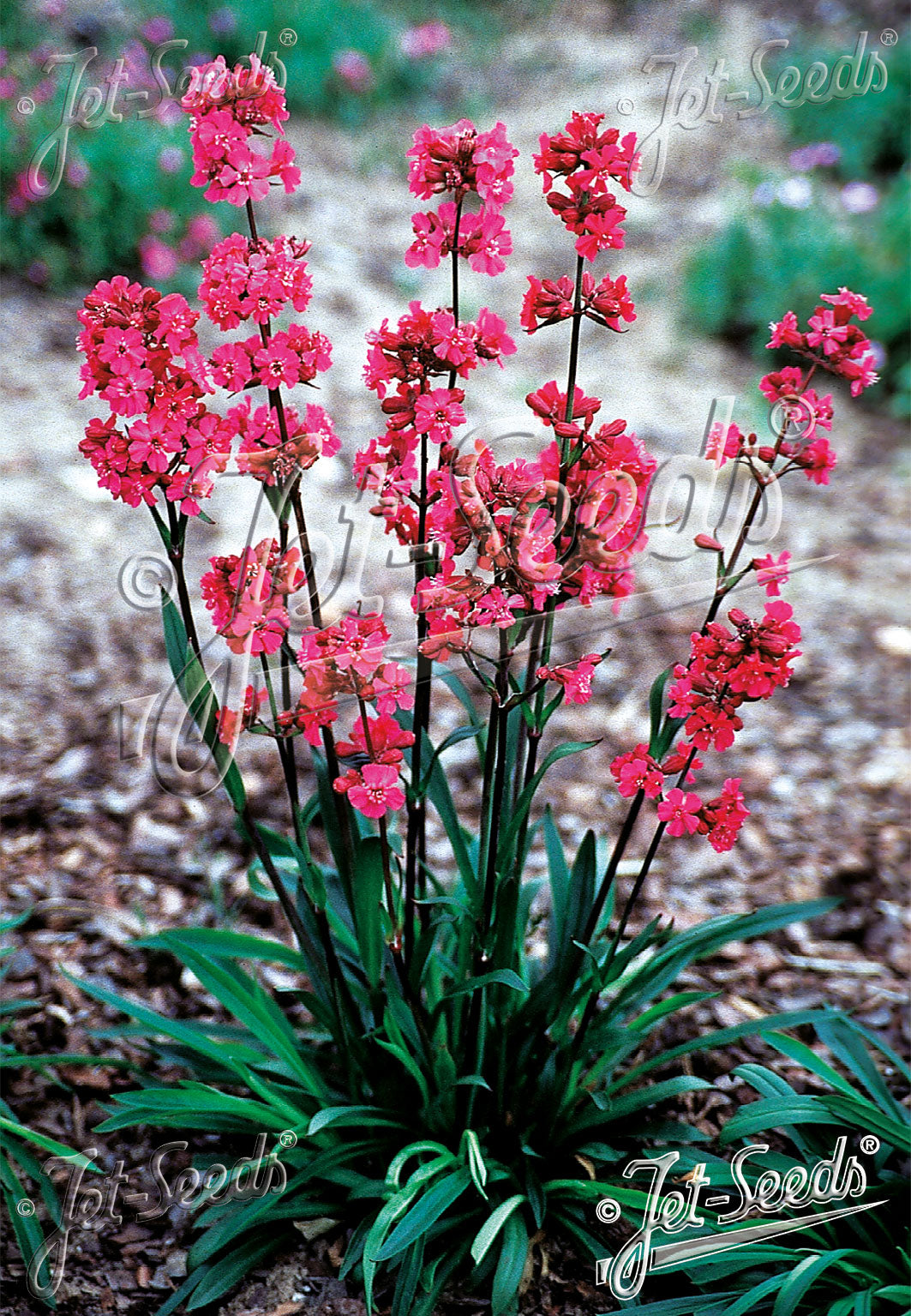 Sticky Catchfly 'Rosett' - Lychnis viscaria splendens – Upper Place Gardens