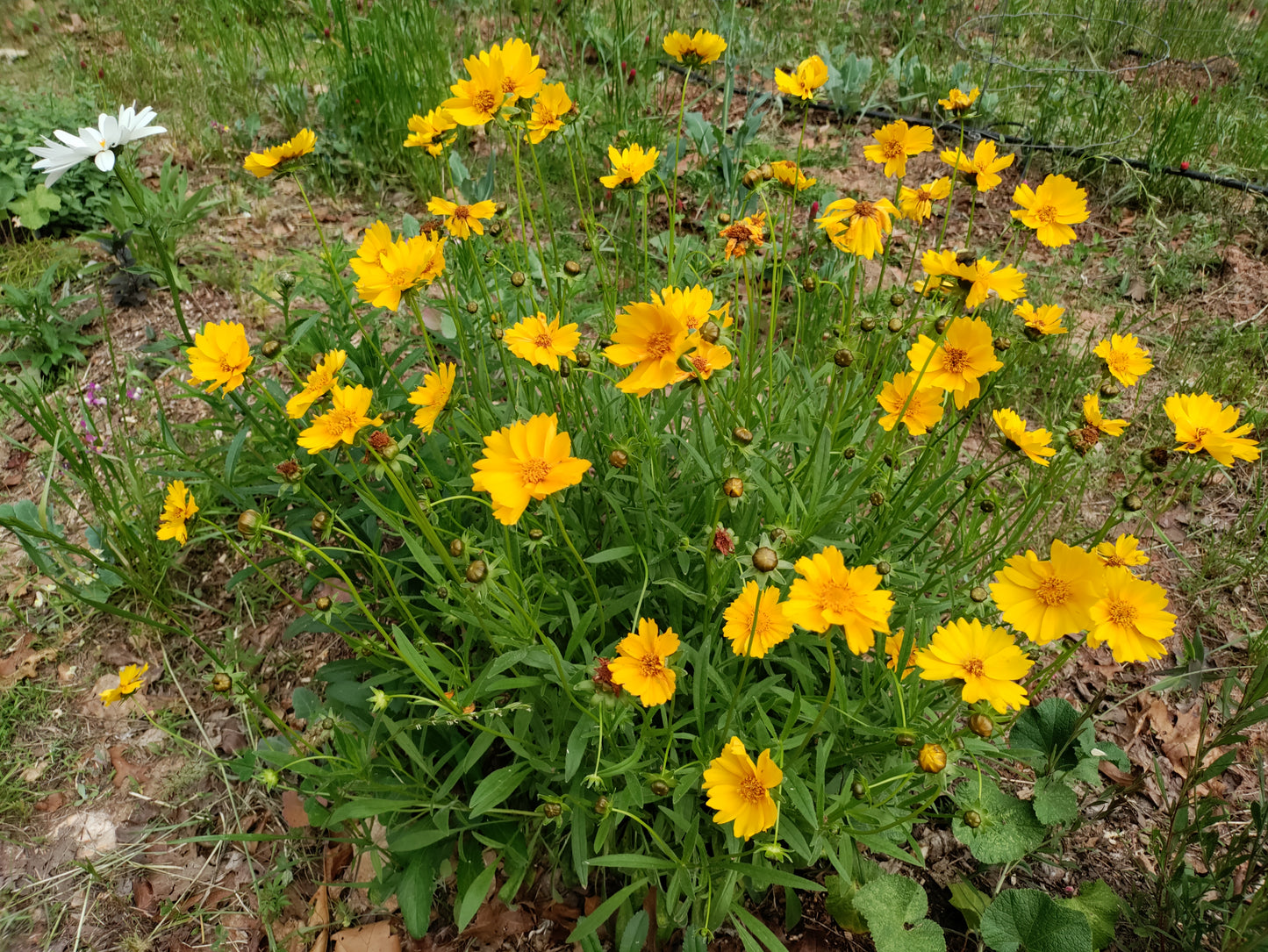 Lanceleaf Coreopsis - Coreopsis lanceolata