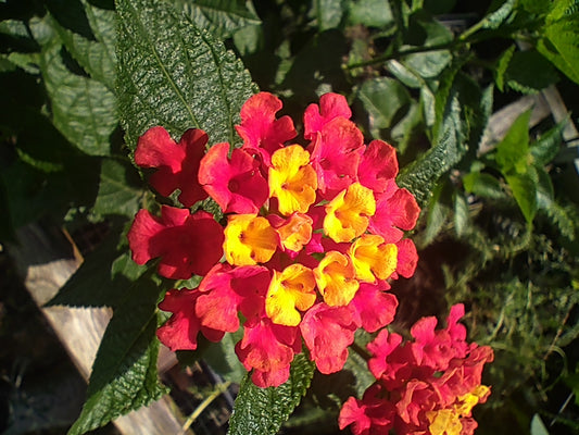 Lantana, Red