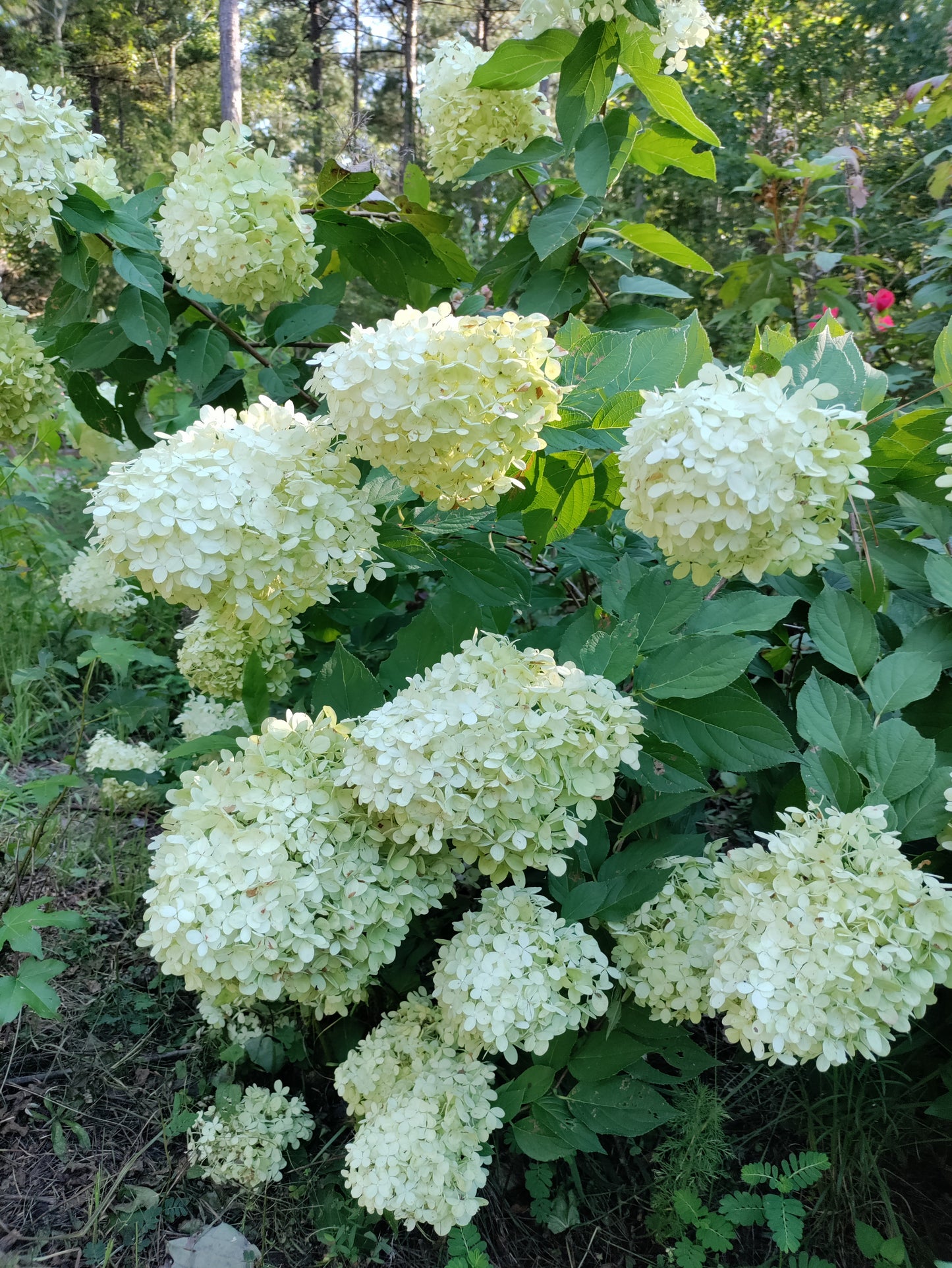 Hydrangea 'Limelight' - Hydrangea paniculata