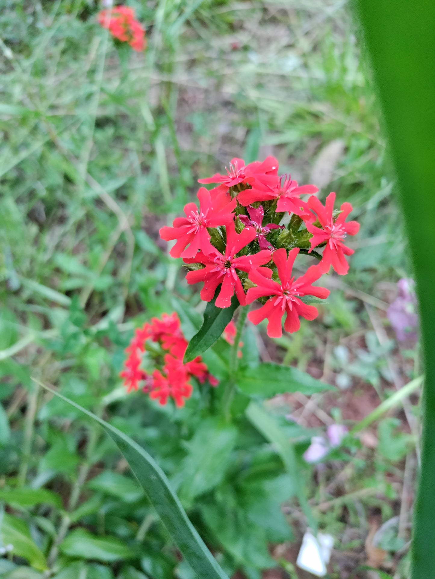 Maltese Cross - Silene chalcedonica