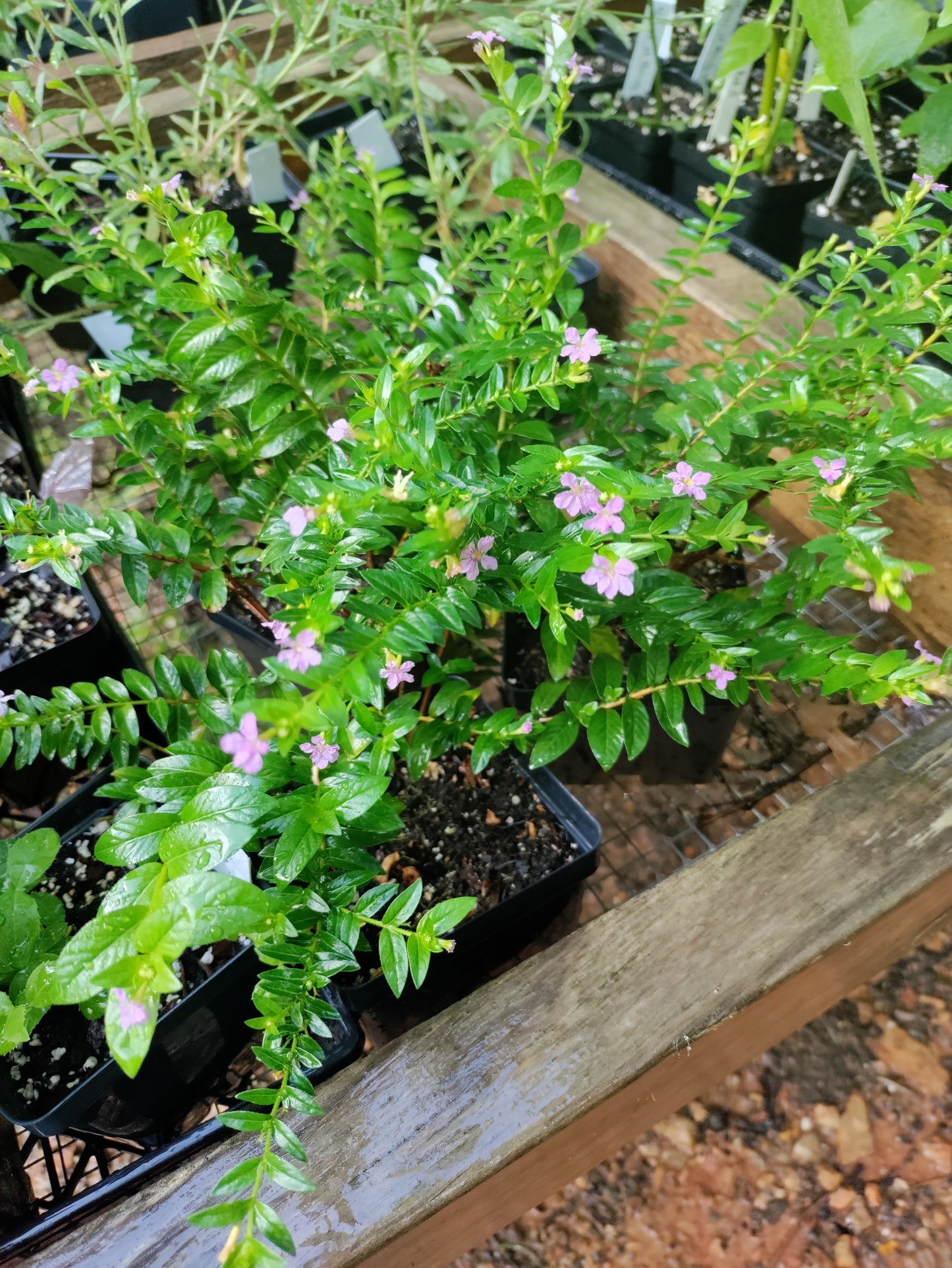 Mexican Heather - Cuphea hyssopifolia