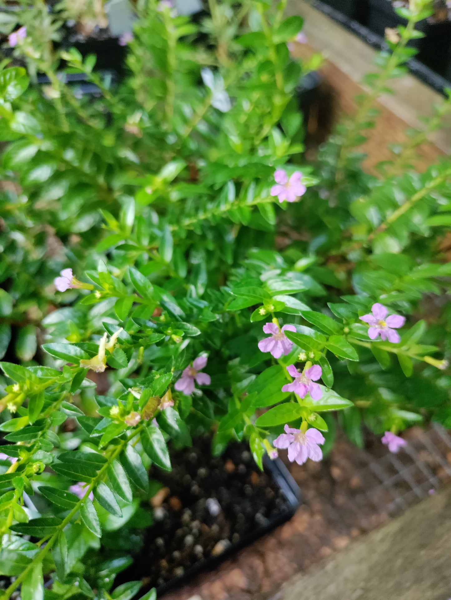 Mexican Heather - Cuphea hyssopifolia