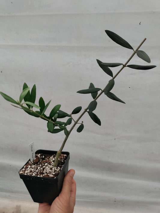 Olive 'Nocerella'  - Olea europaea