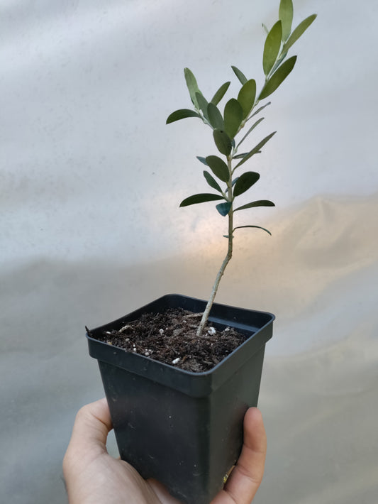 Olive 'Arbequina' - Olea eurpoea