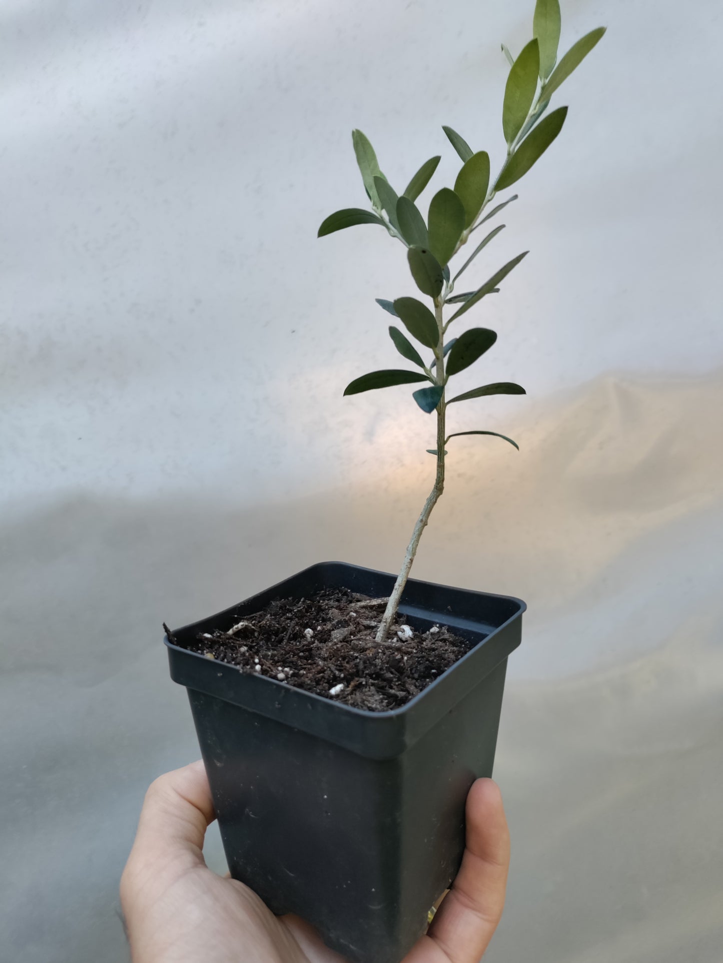 Olive 'Arbequina'