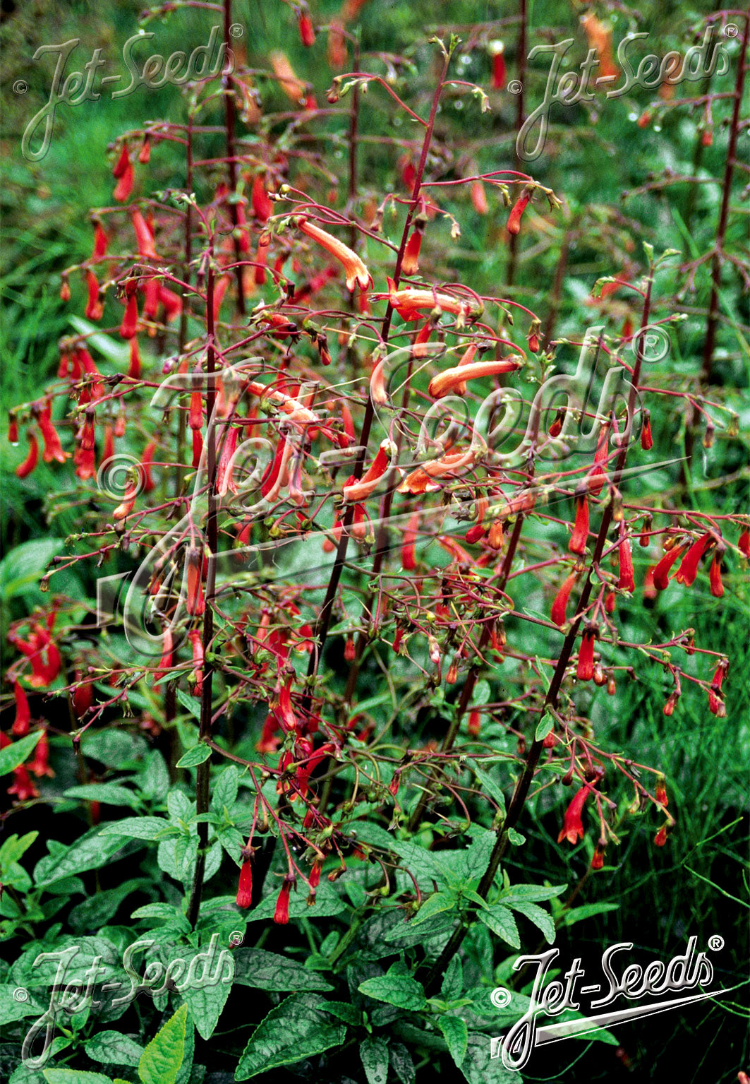 Cape Fuchsia - Phygelius capensis