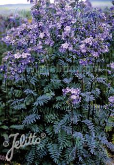 Polemonium 'Purple Rain' - Jacob's Ladder