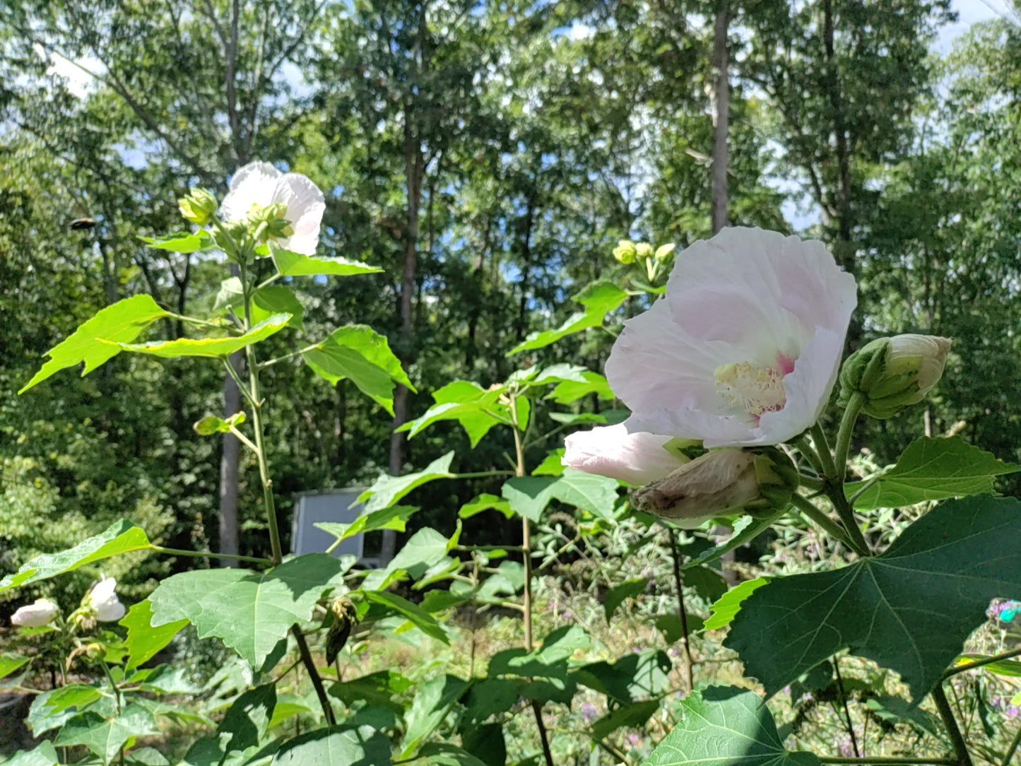 Hibiscus paramutabilis - Shanghai Pink