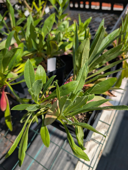Penstemon 'Twizzle Coral' - Penstemon barbatus